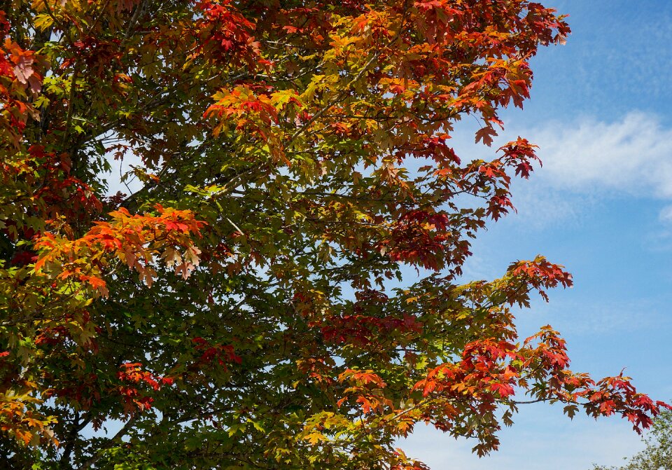 Autumn fall colorful