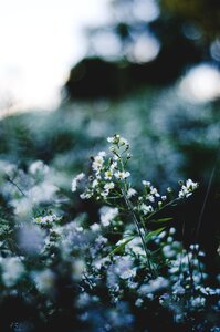 Nature spring summer