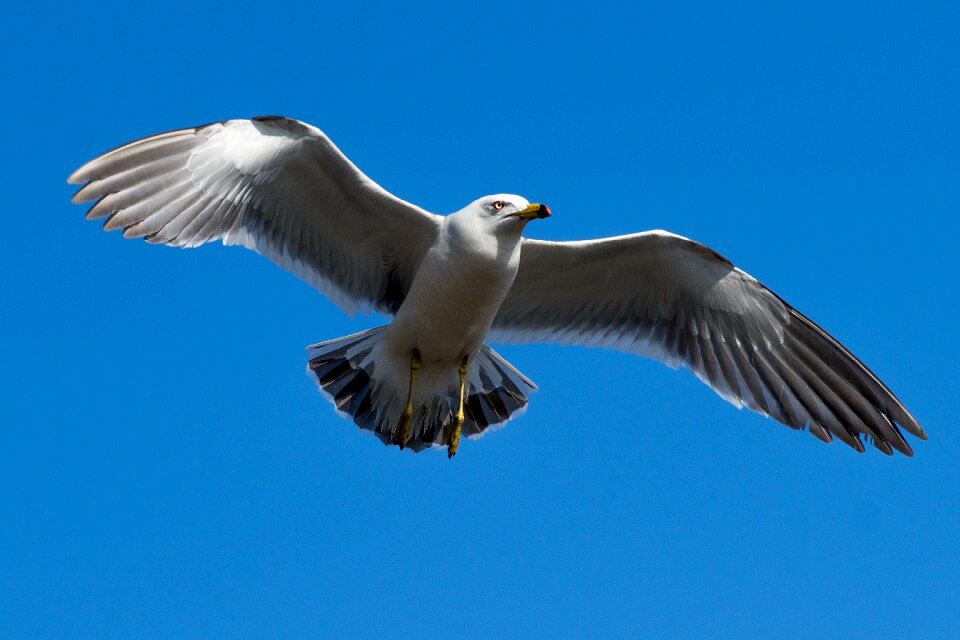 Wing emergency animal