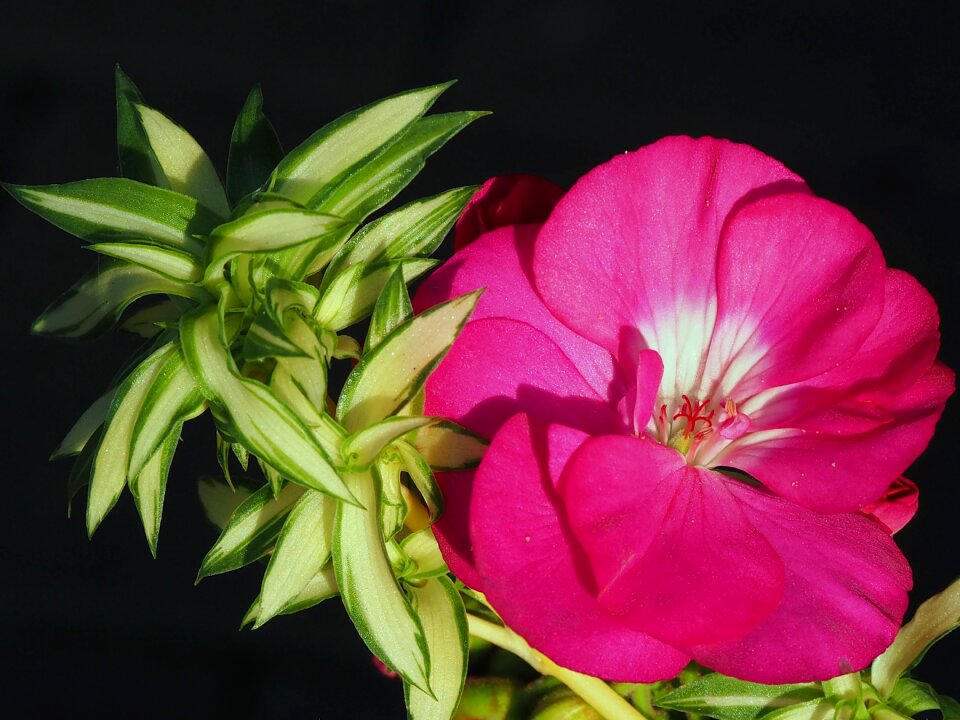 Flowers garden pink photo