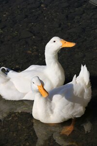 Animal peace nature