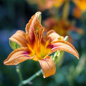 Flower blossom bloom
