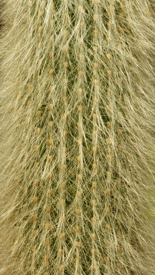 Close up nature prickly