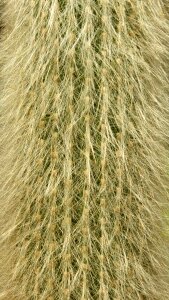 Close up nature prickly photo