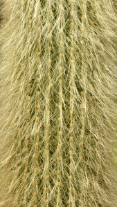 Close up nature prickly