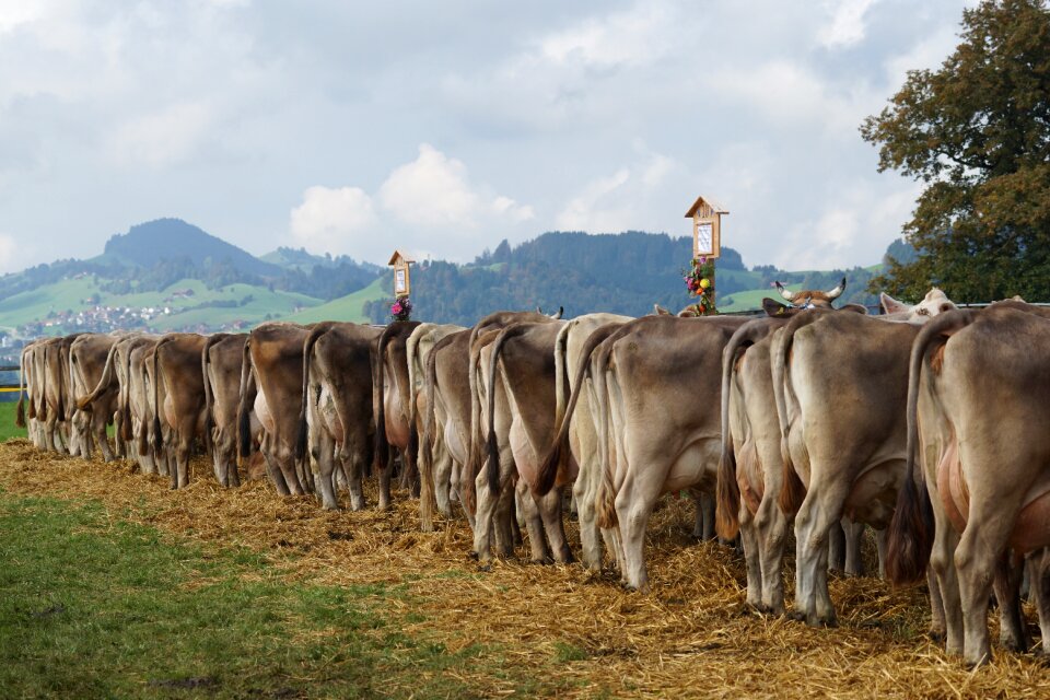 Appenzell stone cows