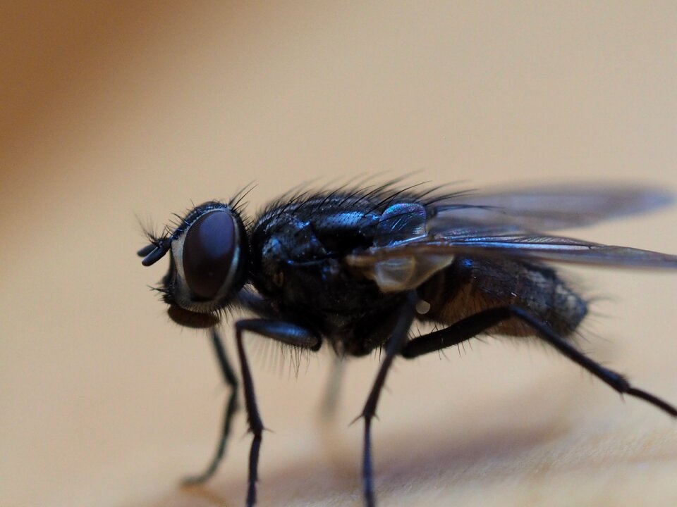 Detail nature wings