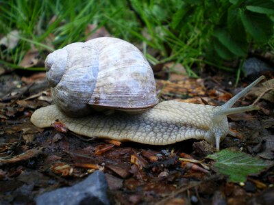 Gastropod mollusk bauchfuesser