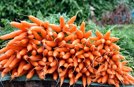 Healthy ooty nutrition