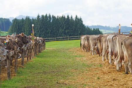 Appenzell stone cows