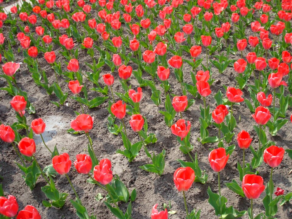 Tulip fields tulip field tulpenbluete