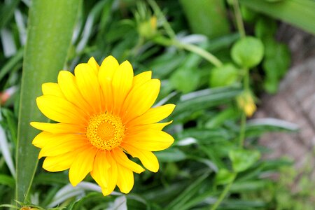 Garden flowers ornamental plants turkey