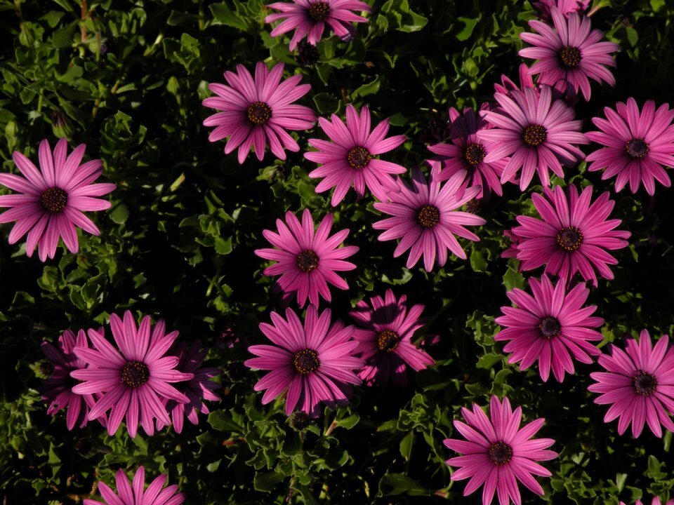 Pink flower nature plant
