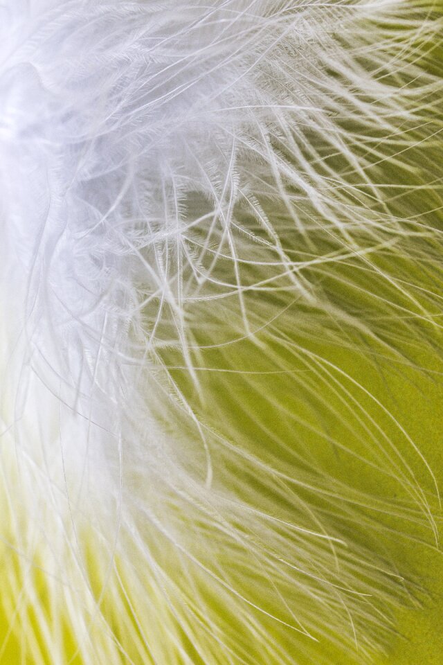Plumage bird feather featherweight
