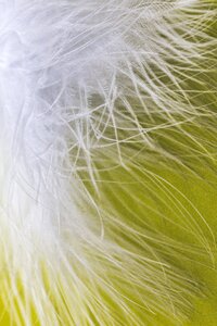 Plumage bird feather featherweight photo