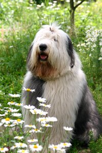 Bobtail chamomile outdoors