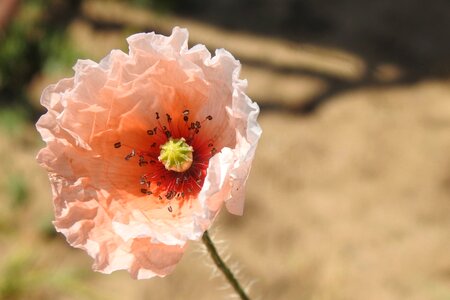 Poppy flower nature summer