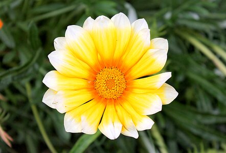Garden flowers ornamental plants turkey