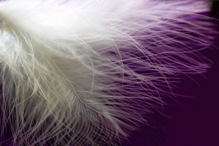Plumage bird feather featherweight