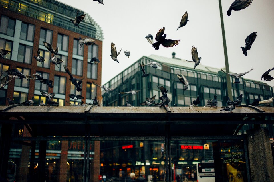 City downtown flock of birds