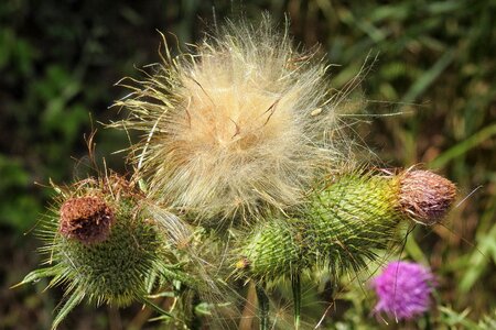 Thistle flowers prickly summer photo