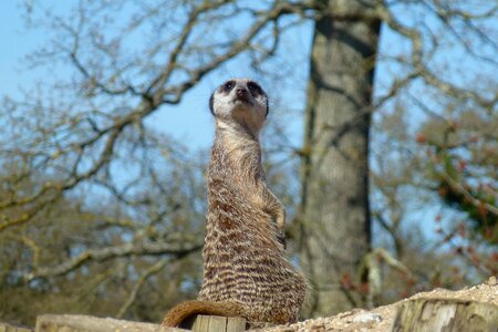 Watching waiting longleat
