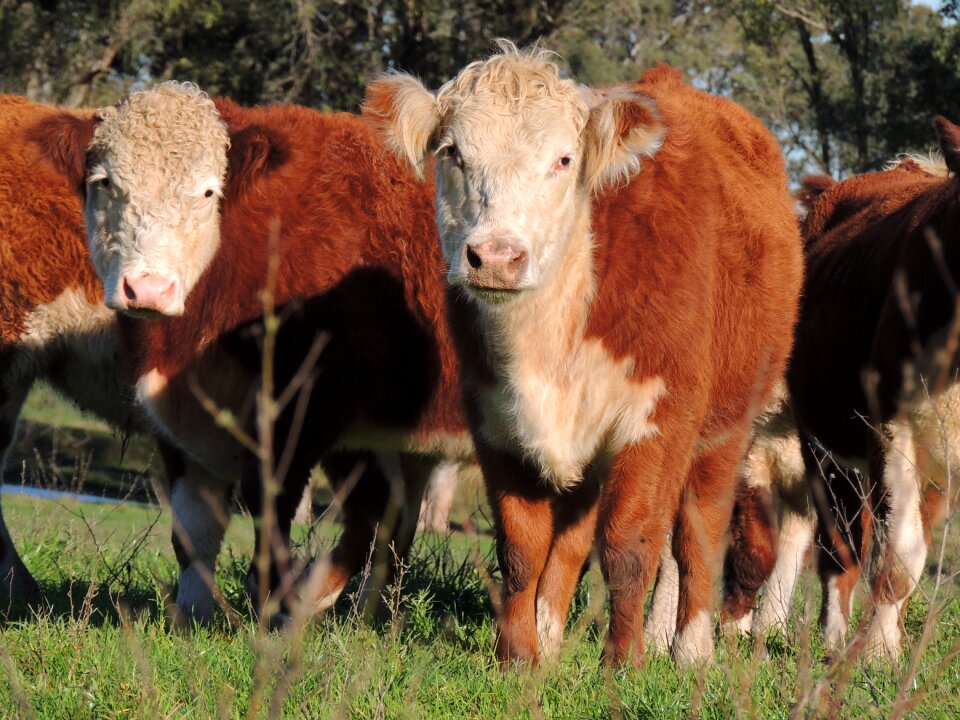 Race boi creation the pasture