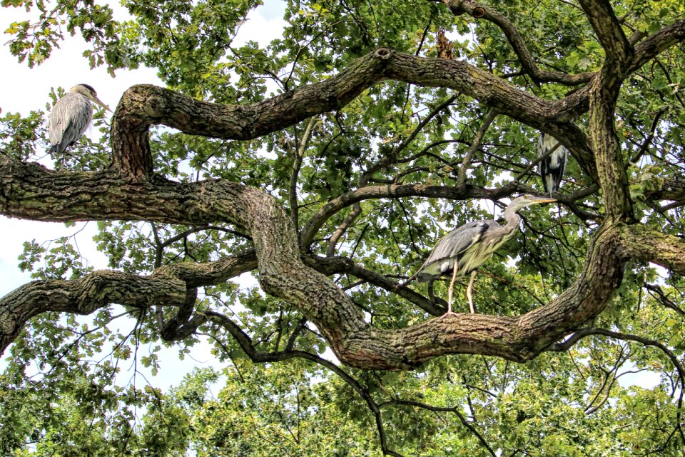 Birds heron grey heron