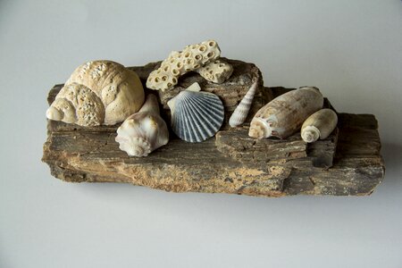 Spiral clam scallop photo