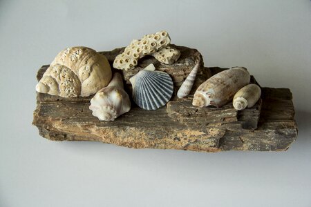 Spiral clam scallop