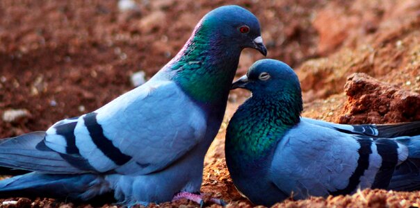 Nature dove romance