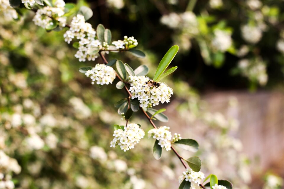 Tree plant bee