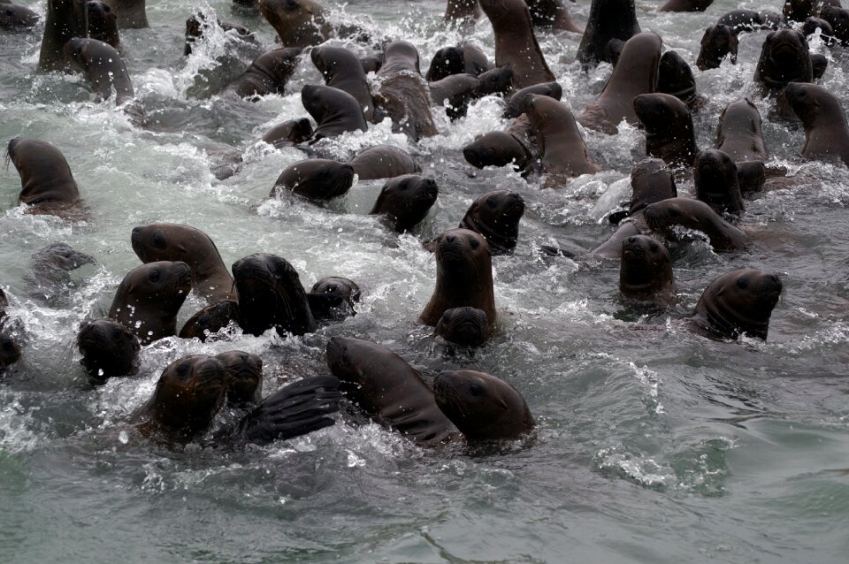 Seals curiosity boat tour