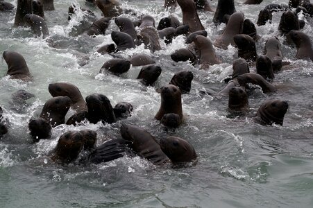 Seals curiosity boat tour photo