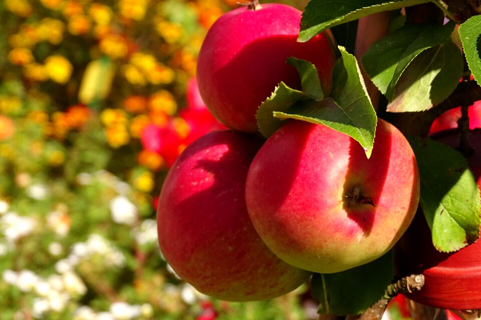 Autumn vitamins delicious