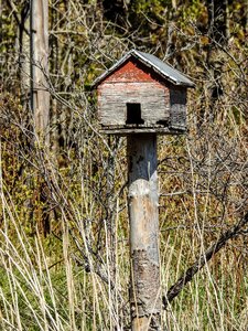 Feed tree food photo