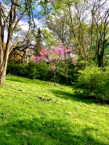 Burnet Woods, Clifton, Cincinnati, OH 