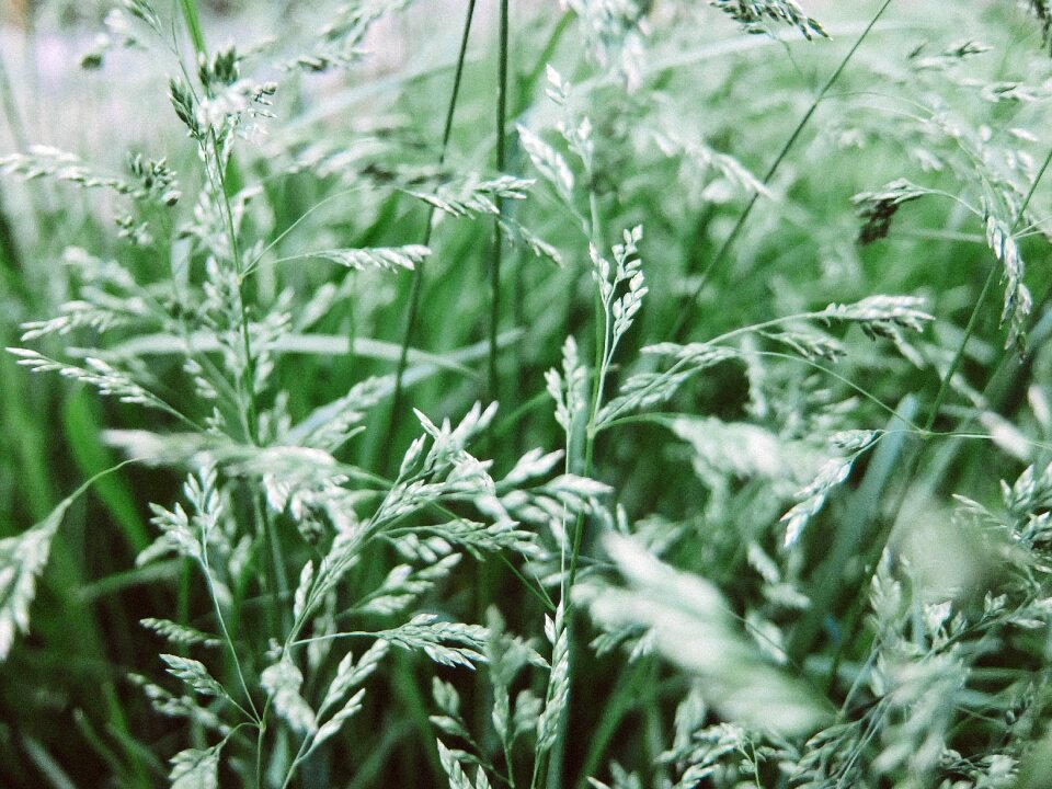 Leaves of grass plant summer