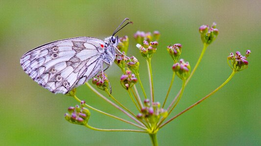 Colored insects lepidoptera