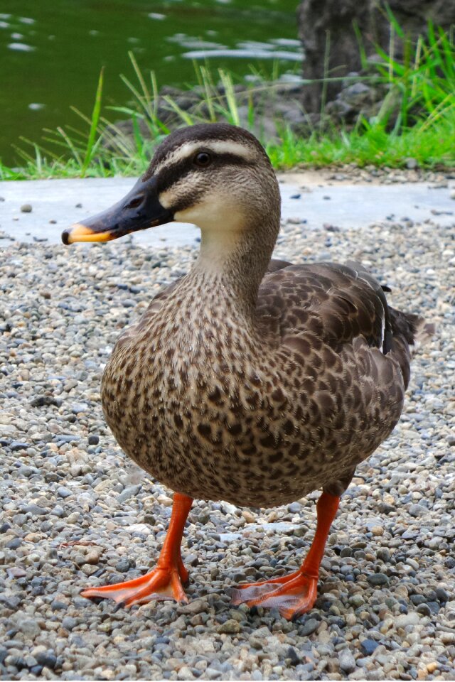 Water bird nature duck bird