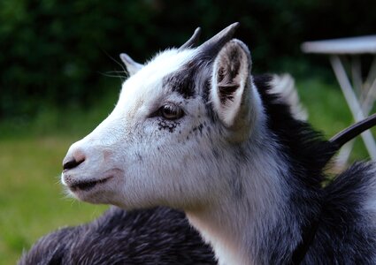 Farm kid domestic goat photo