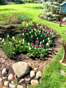 Tulip Bed, Rose Hill Avenue, North Avondale, Cincinnati, O… 