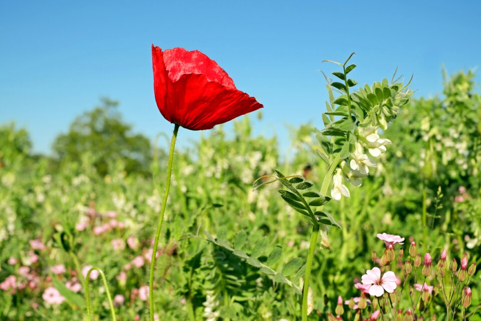 Red poppy flower red
