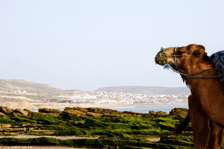 Landscape nature coast