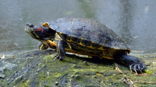 Red-eared slider fishing pond walldorf
