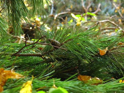 Iglak needles coniferous photo