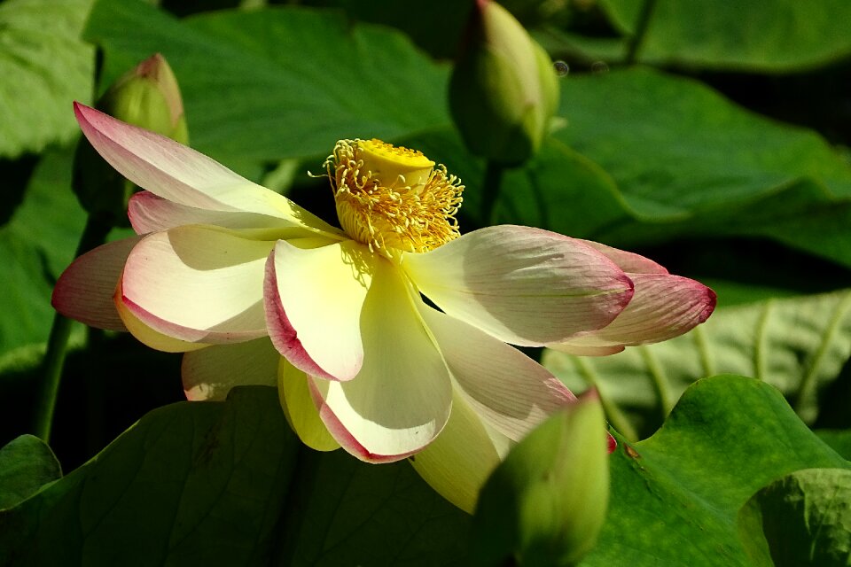 Lotus blossom water flower nature