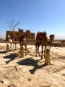 Vacant Building and Camel Rides, Great Pyramid, Giza, GG, … 