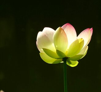 Lotus blossom aquatic plant nature