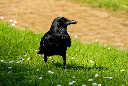 Crow bird raven bird photo